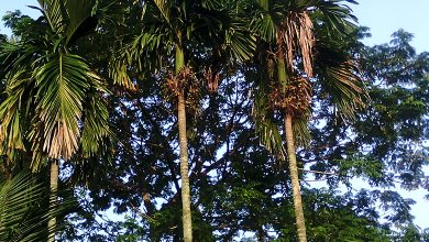 Areca Palm