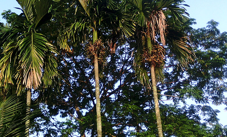 Areca Palm