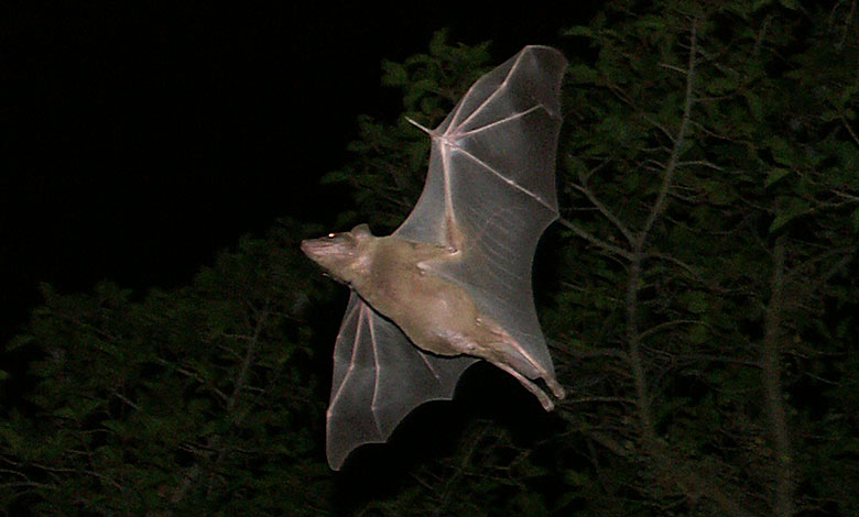 Bat