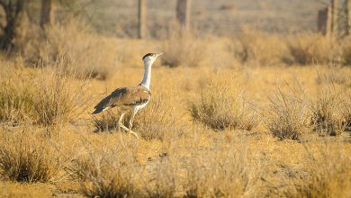 Great Indian Bustard