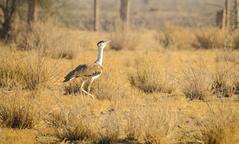 Great Indian Bustard