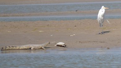 Hastinapur Wildlife Sanctuary