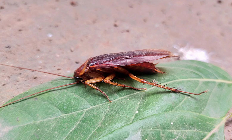 Cockroach