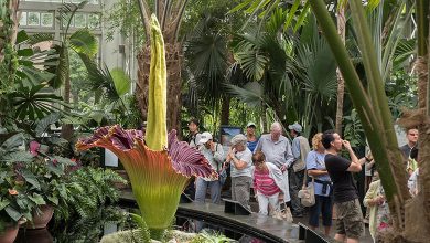 Corpse Flower