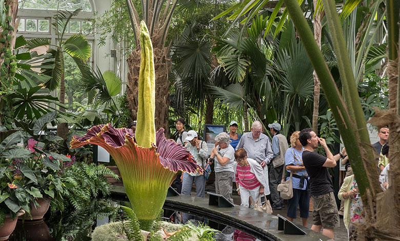 Corpse Flower