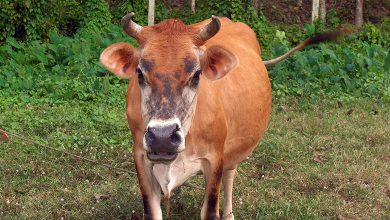 Cow