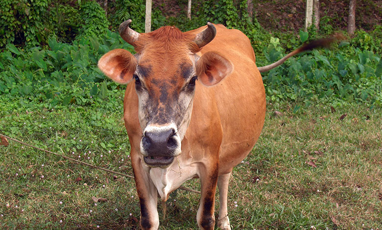 Cow