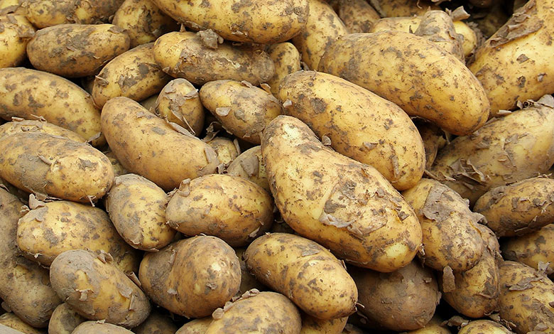 Potato