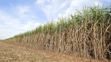 Sugarcane