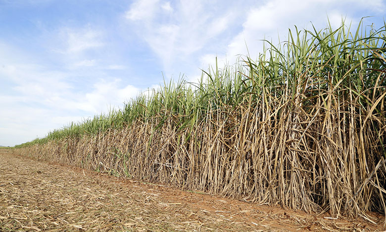 Sugarcane