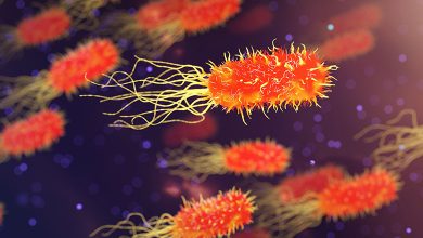 Bacteria