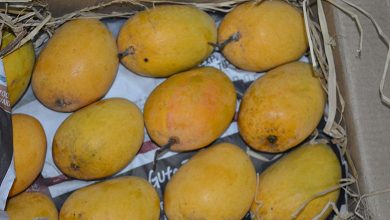 Mango