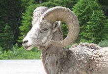 Sheep