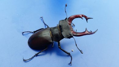 Stag Beetle