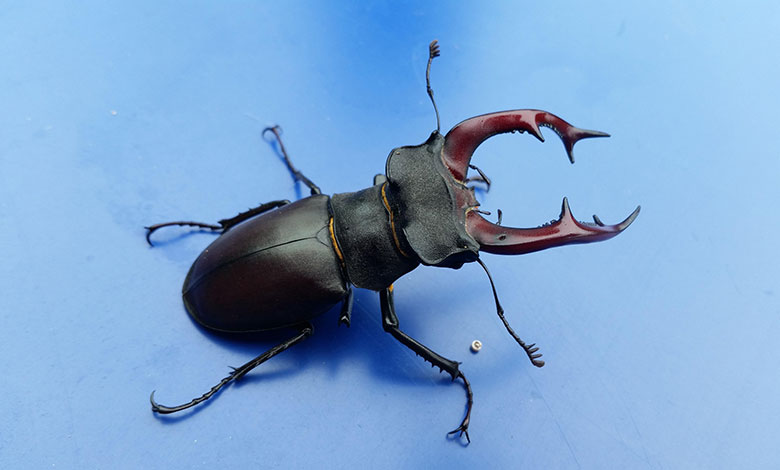 Stag Beetle