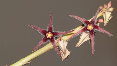 Brachystelma Attenuatum