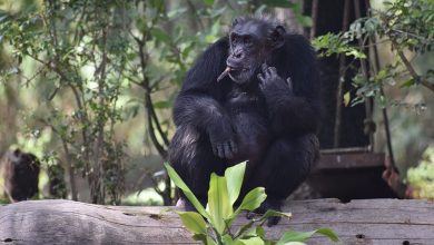 Chimpanzee