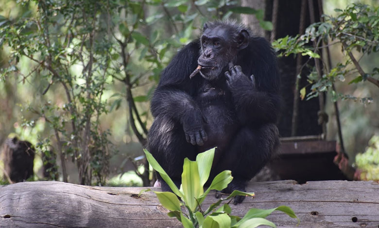 Chimpanzee