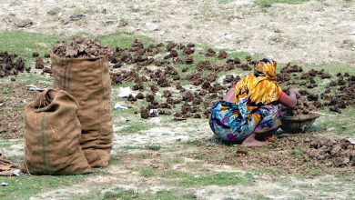 Cow Dung