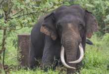Elephant