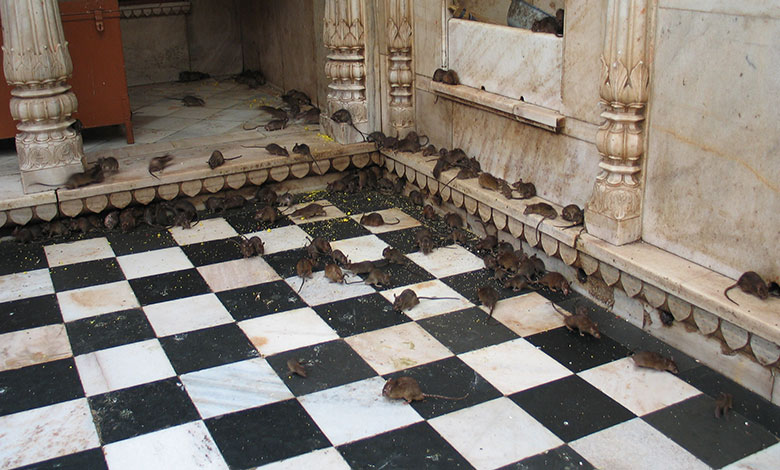 Karni Mata Temple