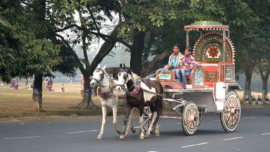 Horse Carriage