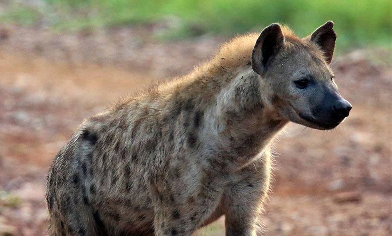 Hyena