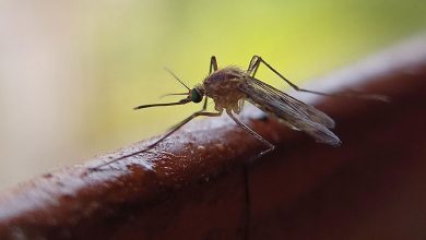 Mosquito