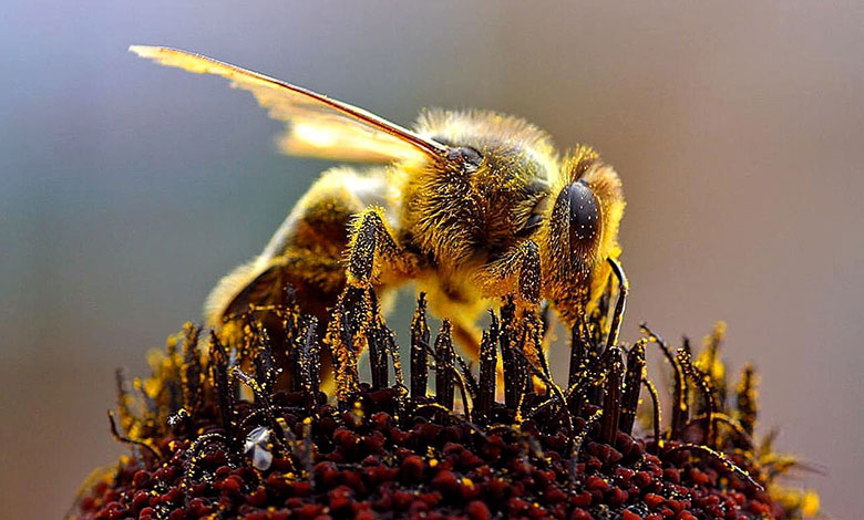 Bee