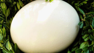 Eggs