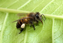 Bee