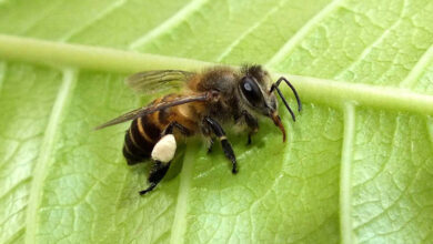 Bee