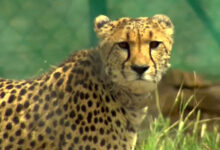 Cheetah