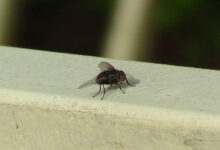 Fly
