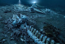 Greenland