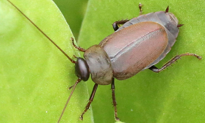 Pacific Beetle Cockroach