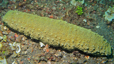 Sea Cucumber