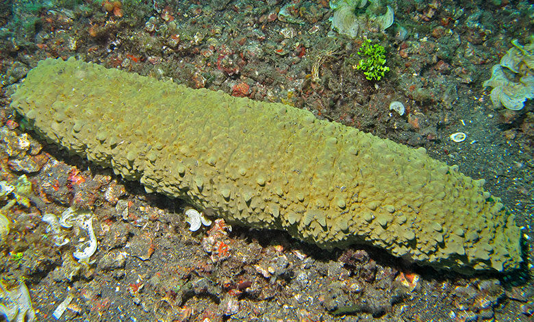 Sea Cucumber