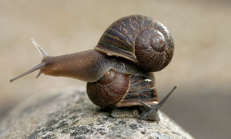 Snail