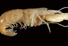 Snapping Shrimp