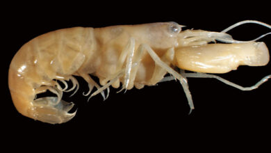 Snapping Shrimp