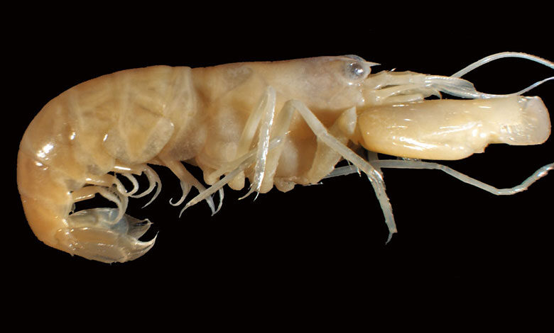 Snapping Shrimp