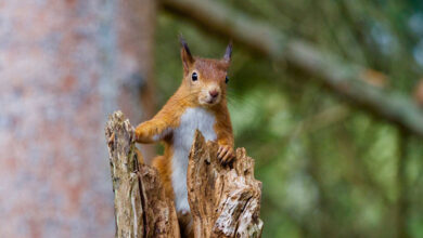 Squirrel
