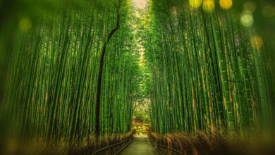 Bamboo