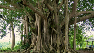 Banyan Tree