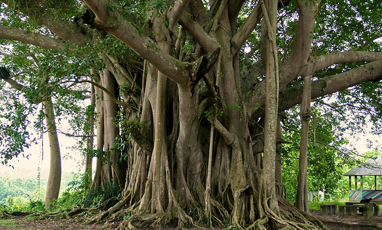 Banyan Tree