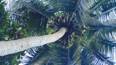 Coconut Tree