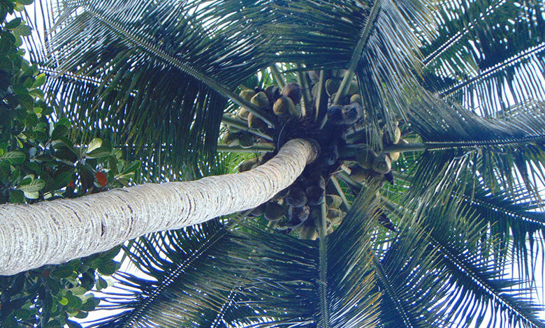 Coconut Tree