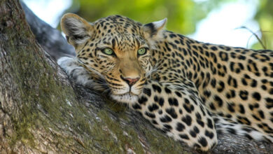 Leopard
