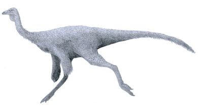 Ornithomimus